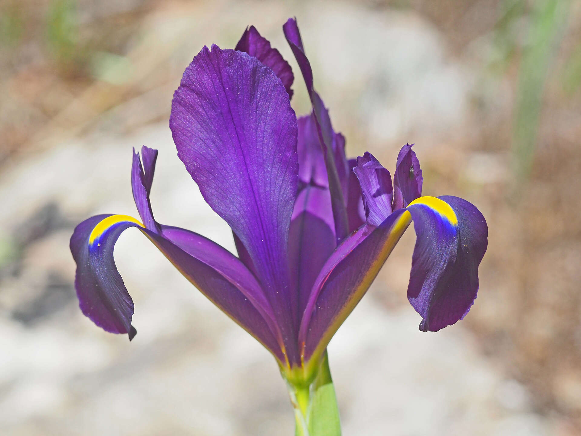 Image of Iris filifolia Boiss.