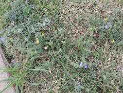 Image de Verbena plicata Greene