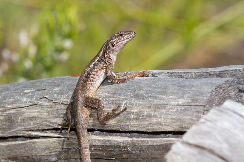 Image of Painted Tree Iguana