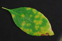 Image of Pseudocercospora rhinacanthi (Höhn.) Deighton 1976