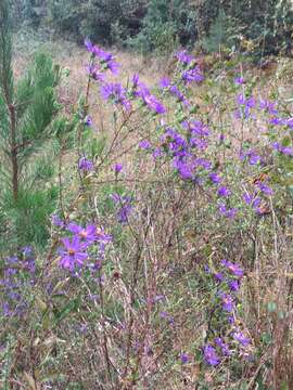 Image de Symphyotrichum grandiflorum (L.) G. L. Nesom