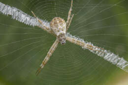 Image of Multi-coloured St Andrew's Cross Spider