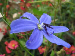 Image of Agrostocrinum scabrum (R. Br.) Baill.