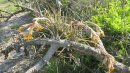 Imagem de Tillandsia ixioides Griseb.