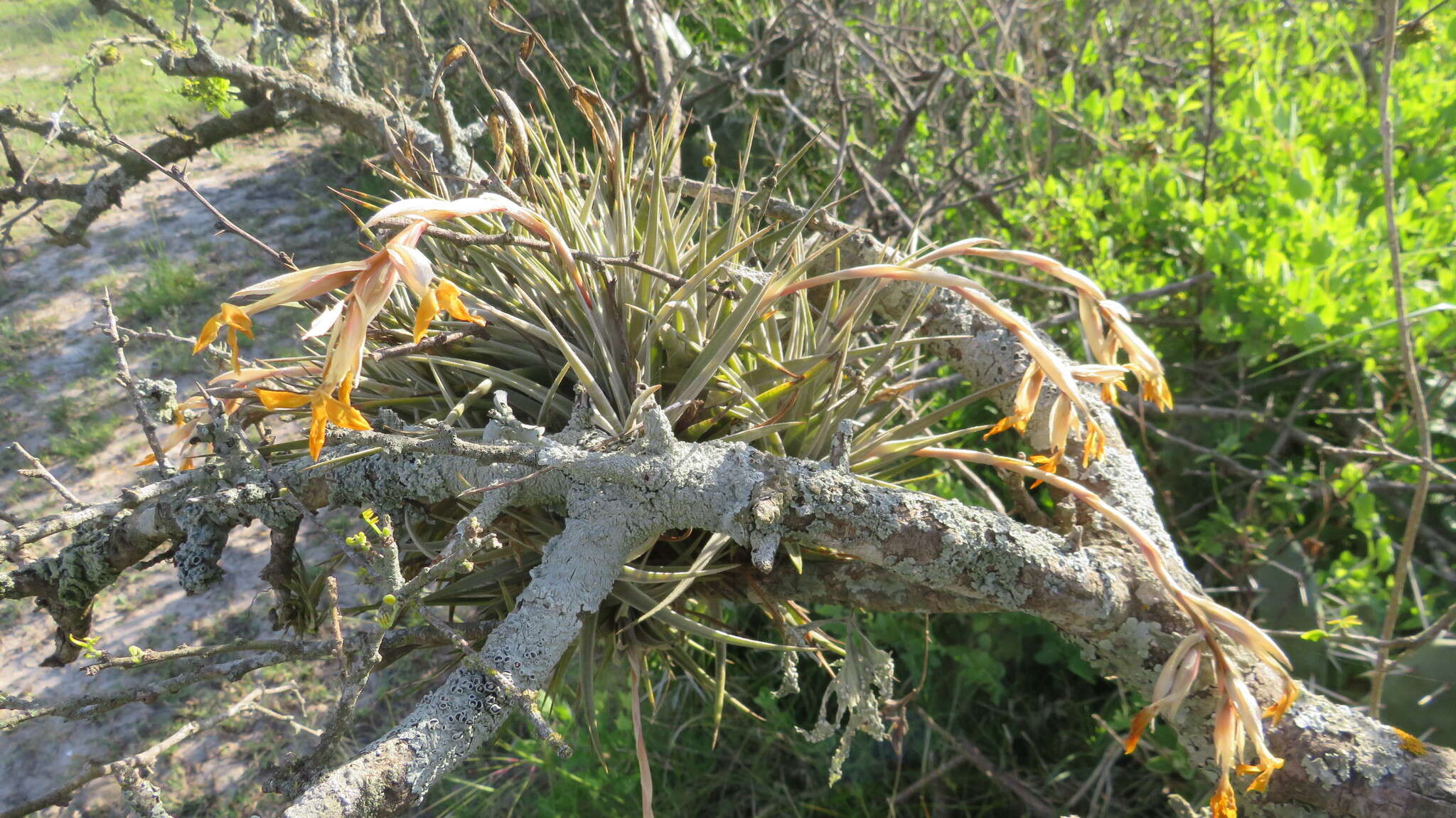 Image of Tillandsia ixioides Griseb.