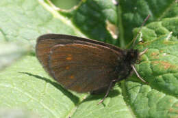 Image of Eriphyle Ringlet