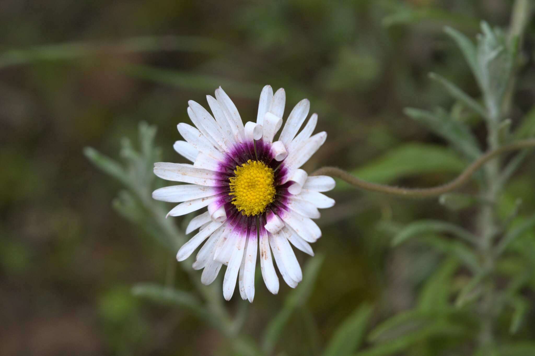 Image de Felicia elongata (Thunb.) O. Hoffm. ex A. Zahlbr.