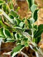 Salvia albicaulis Benth. resmi