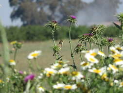 Image of Melodious Warbler