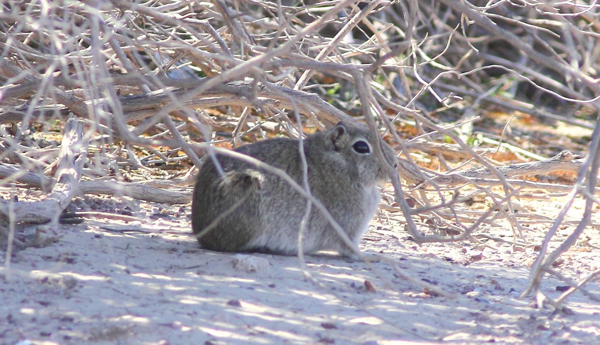 Image of Southern Mountain Cavy
