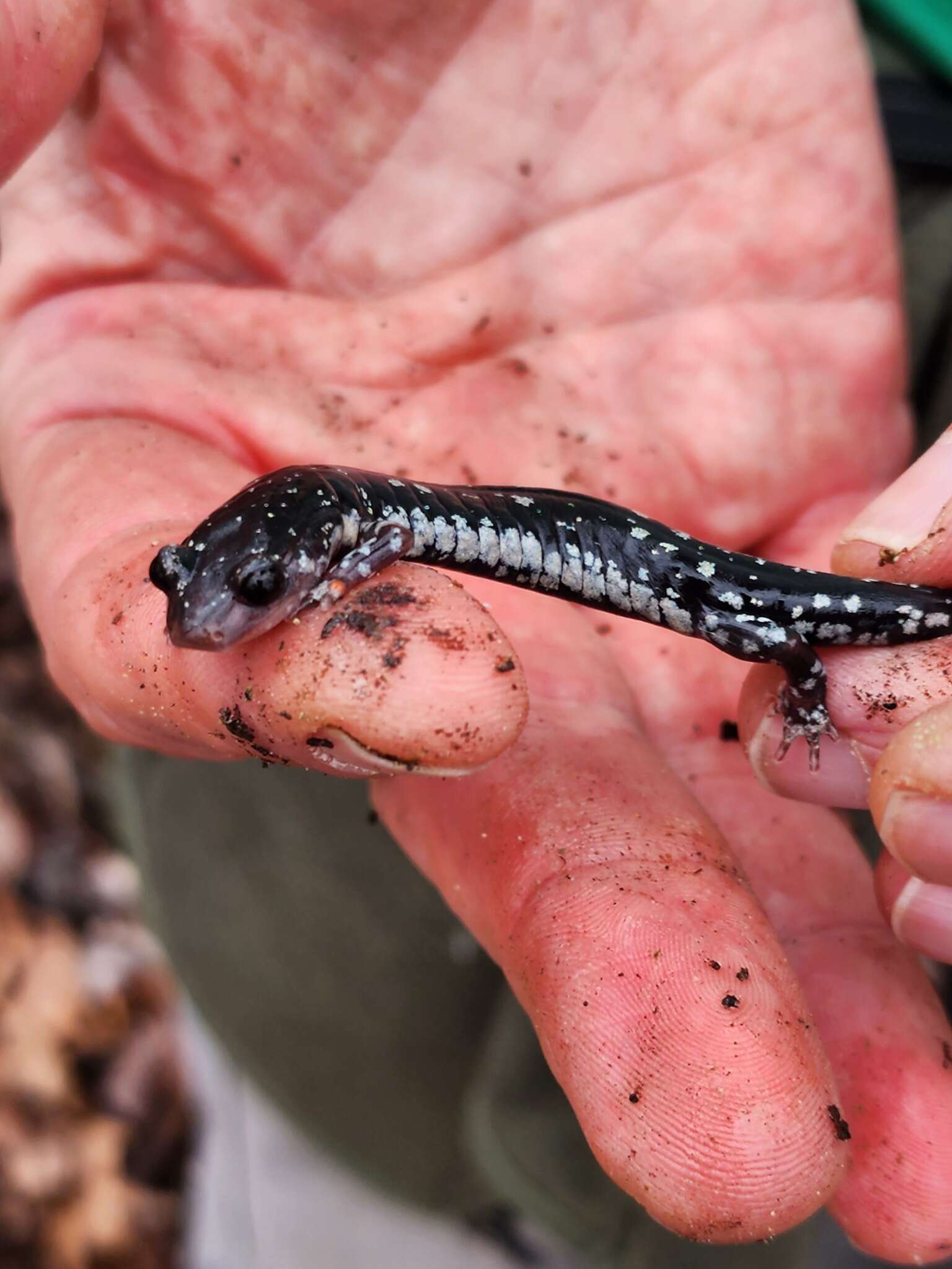 Plancia ëd Plethodon fourchensis Duncan & Highton 1979