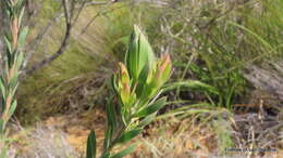 Sivun Leucadendron loeriense I. Williams kuva