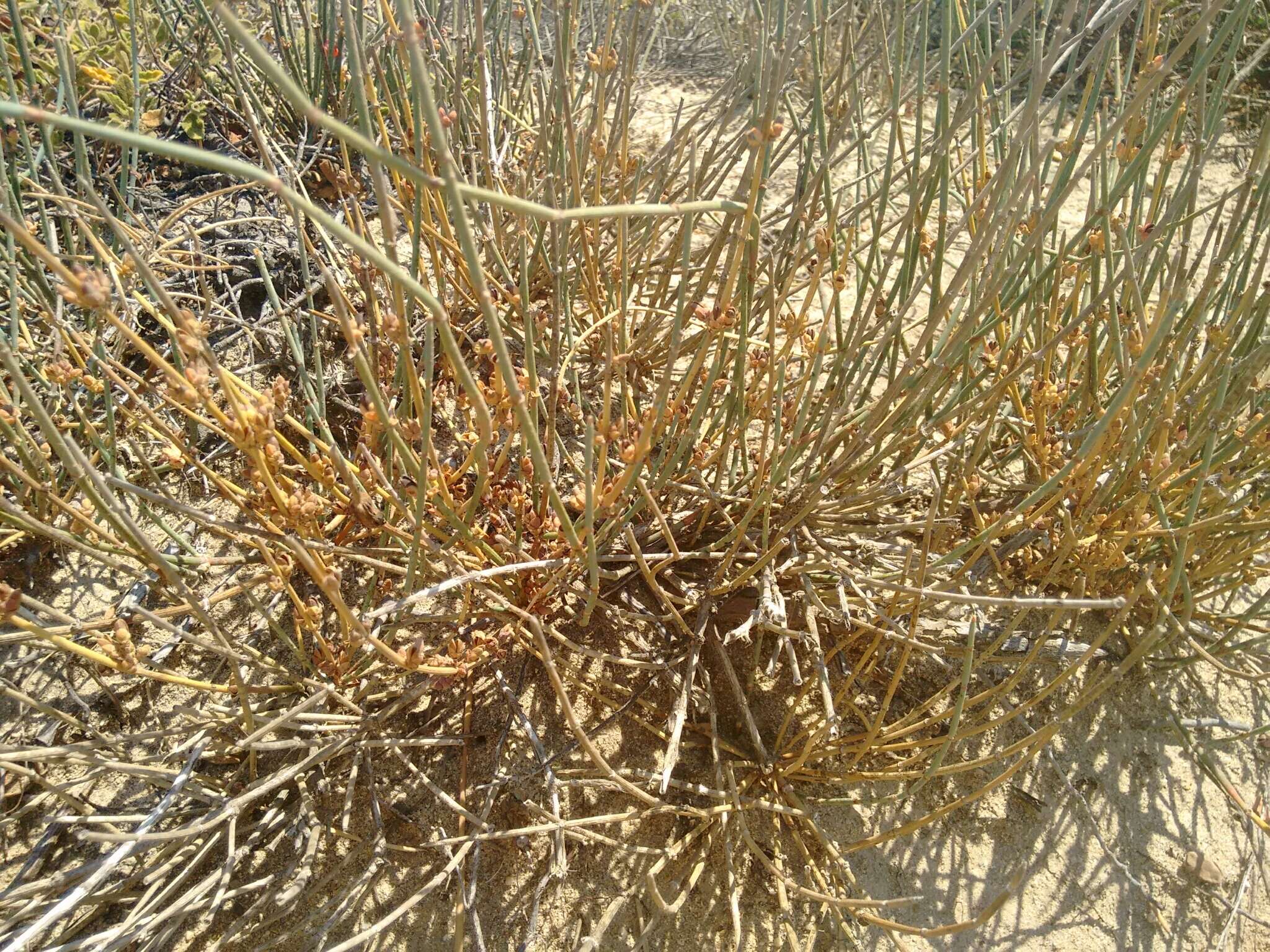 Image of Sea Grape