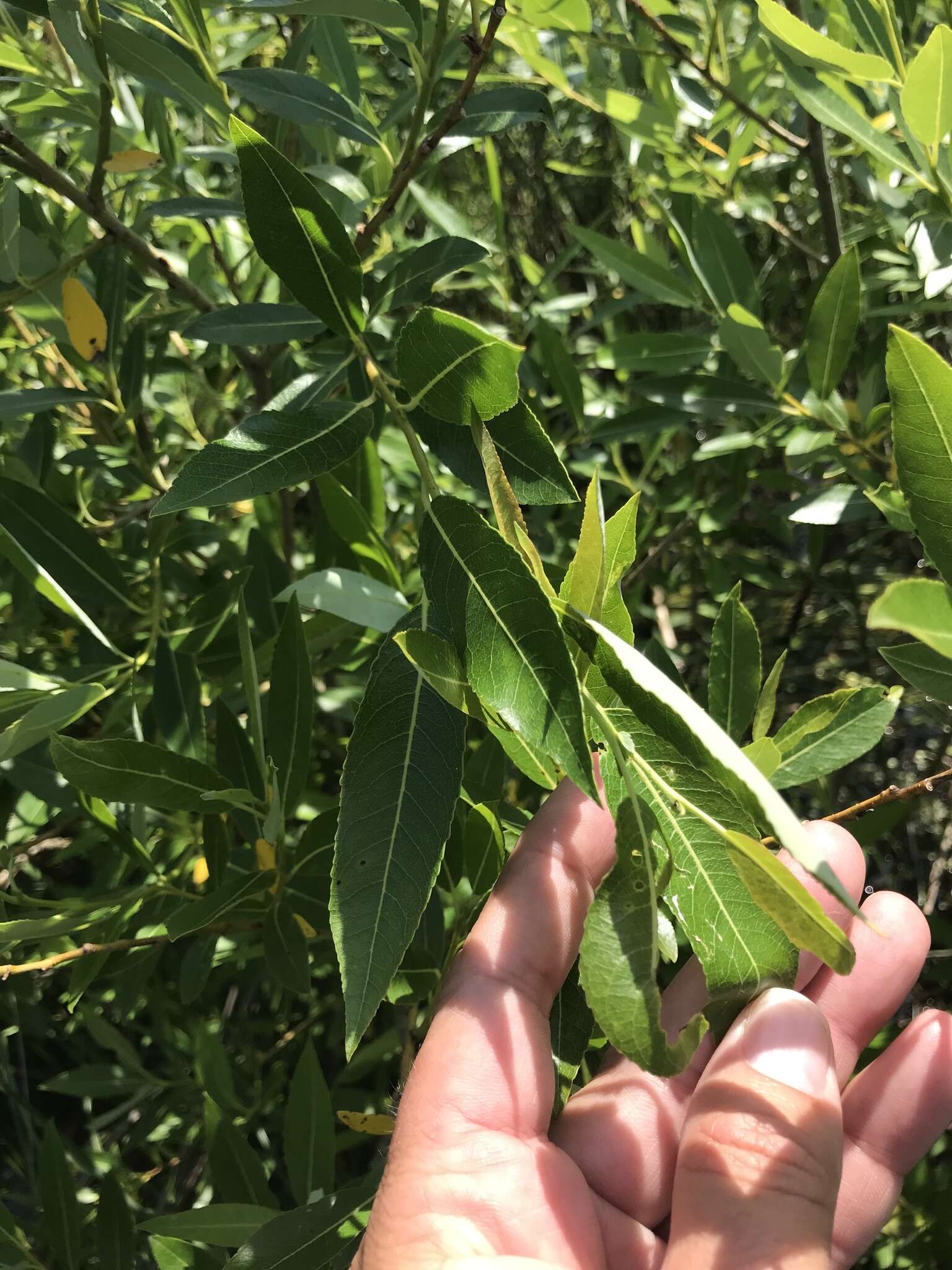 Image of bayberry willow