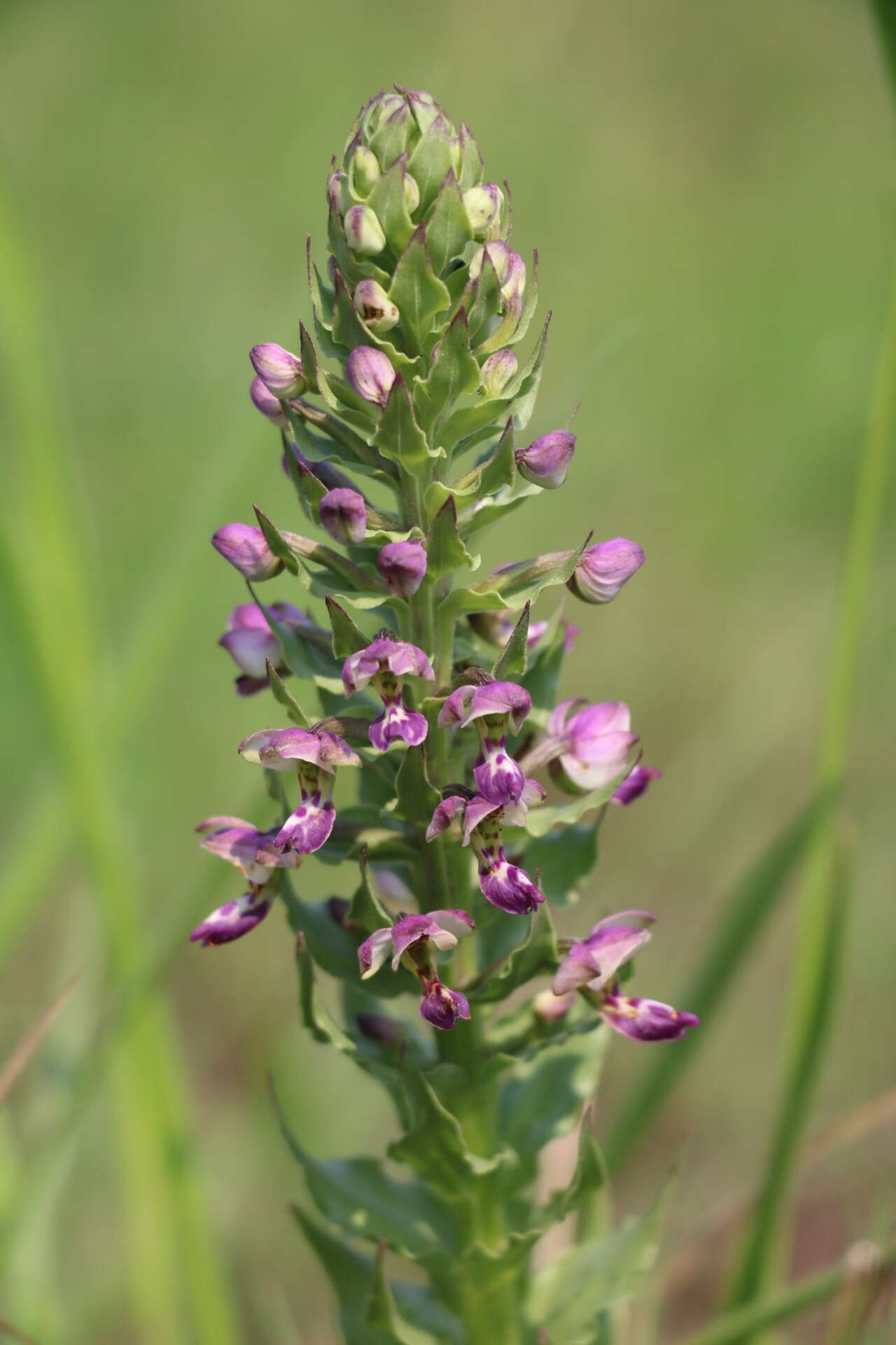 Image of Brachycorythis ovata Lindl.