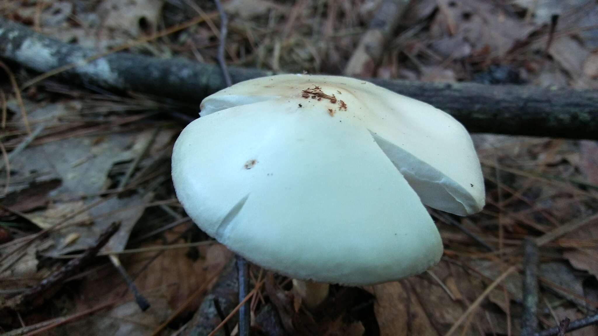 Image of Amanita aestivalis Singer 1959