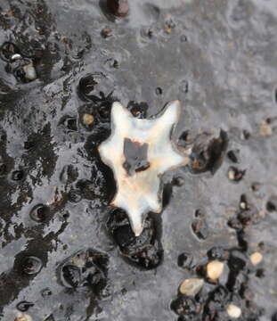 Image of Pacific sugar limpet