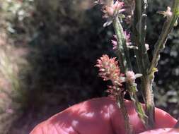 Plancia ëd Pterocaulon redolens