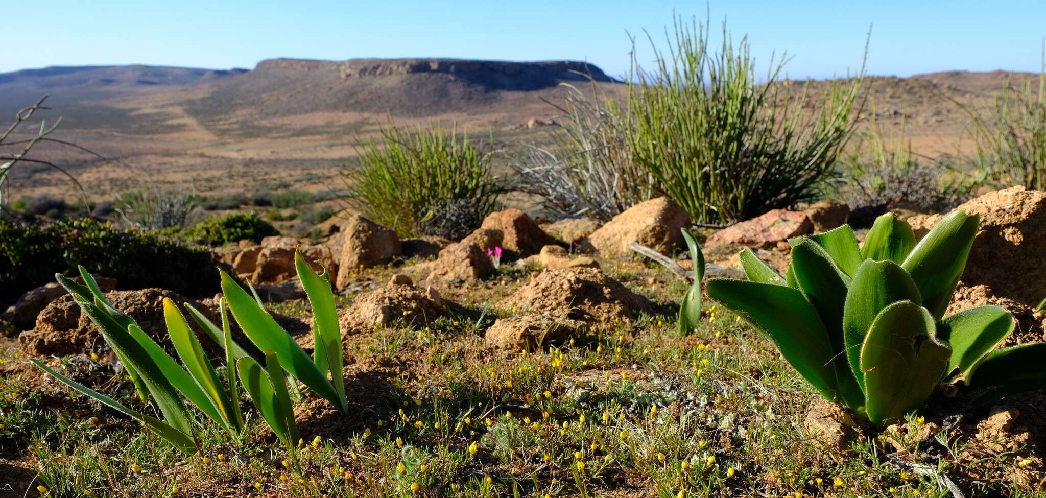 Image of Haemanthus dasyphyllus Snijman