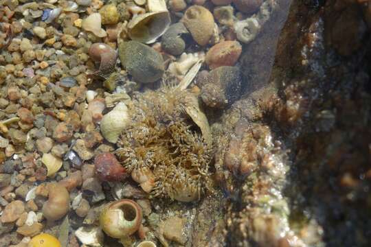 Image of daisy anemone