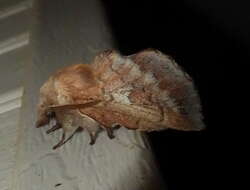 Image of American Lappet Moth