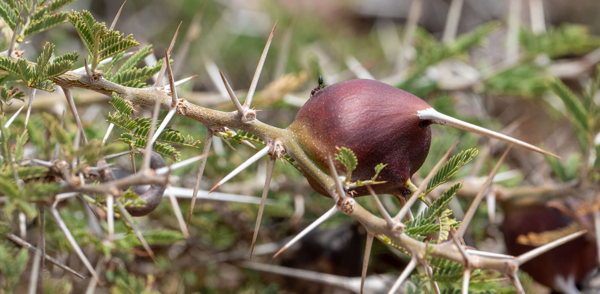 Vachellia drepanolobium (Y. Sjöstedt) P. J. H. Hurter resmi