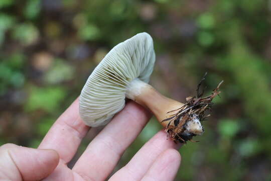 Image of Tricholoma rapipes (Krombh.) Heilm.-Claus. & Mort. Chr. 2017