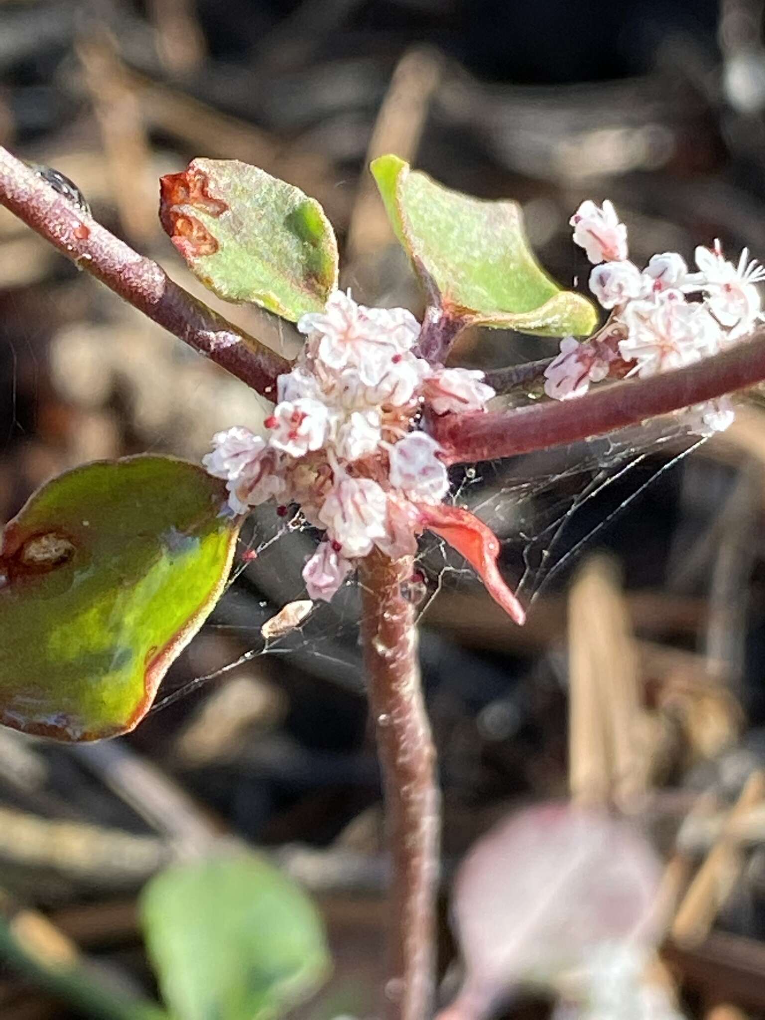 Image of Baja buckwheat