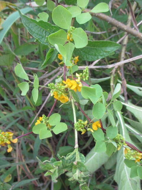 Image of Poiretia punctata (Willd.) Desv.