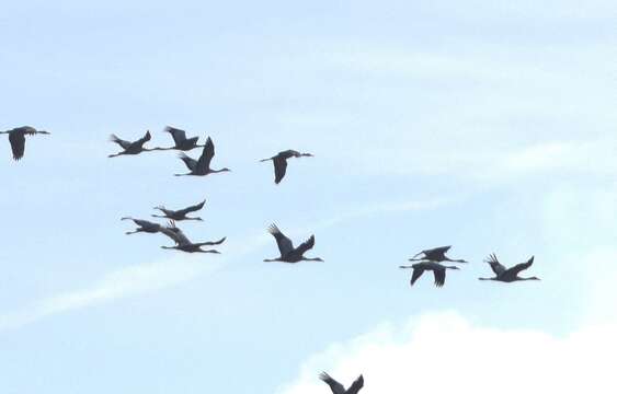 Image of Common Crane