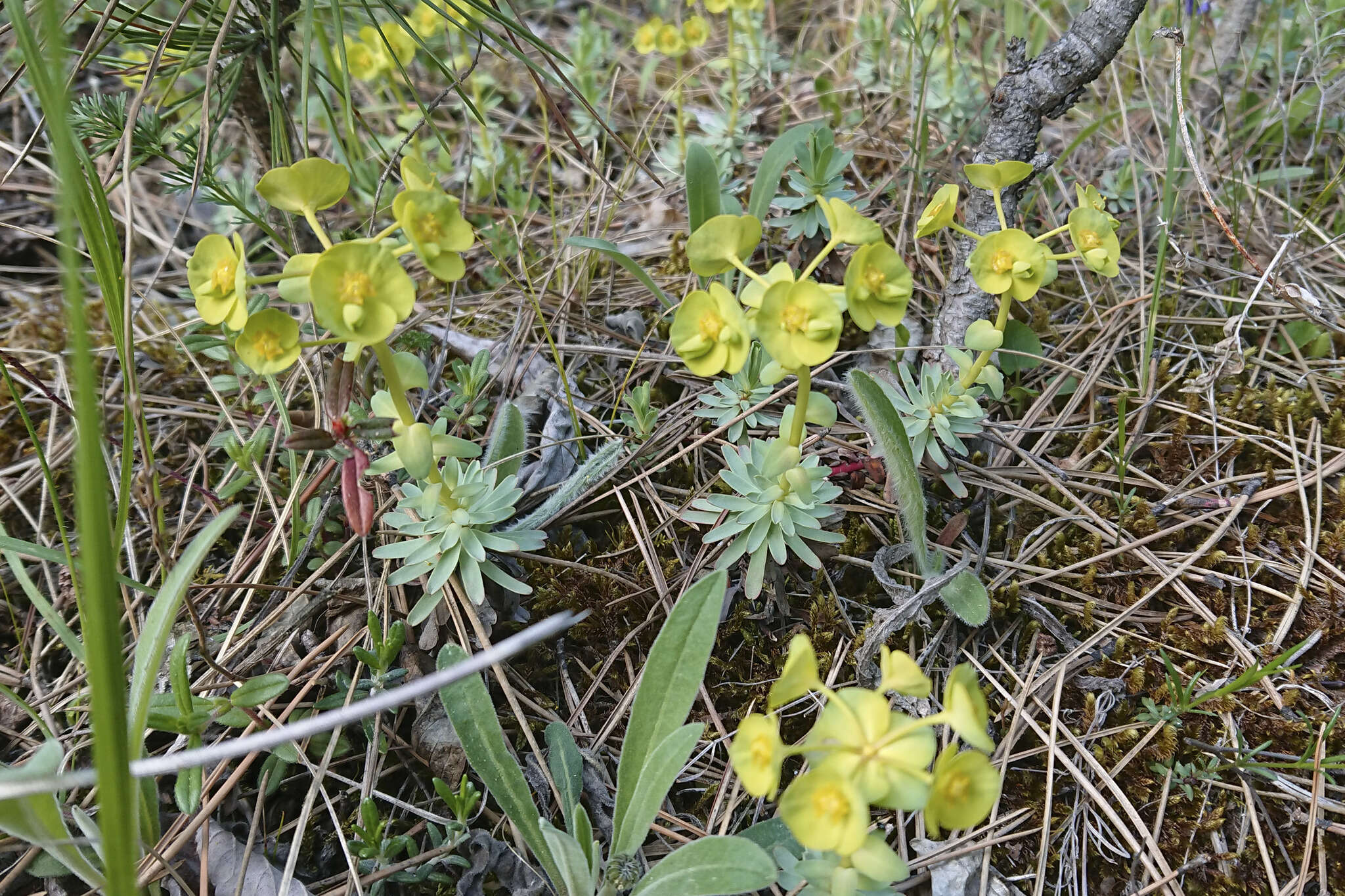 Sivun Euphorbia saxatilis Jacq. kuva