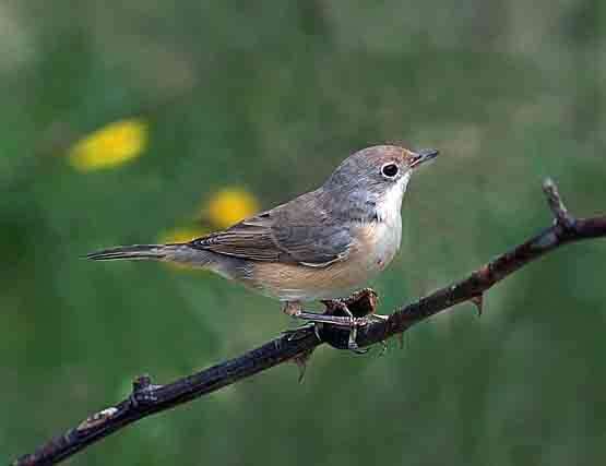 Image of Moltoni's Warbler