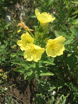 Imagem de Oenothera parviflora L.