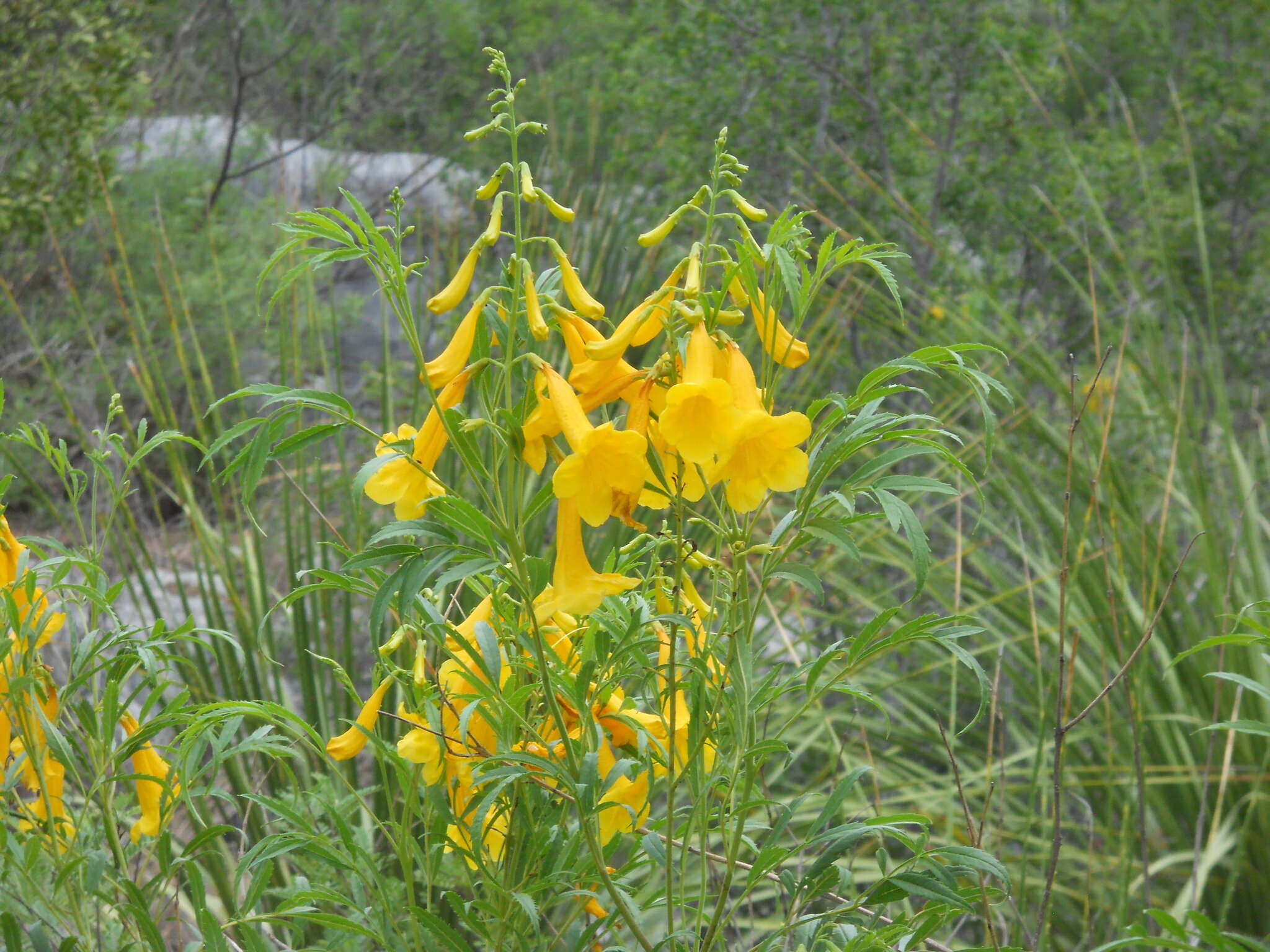 Image of Yellow bells