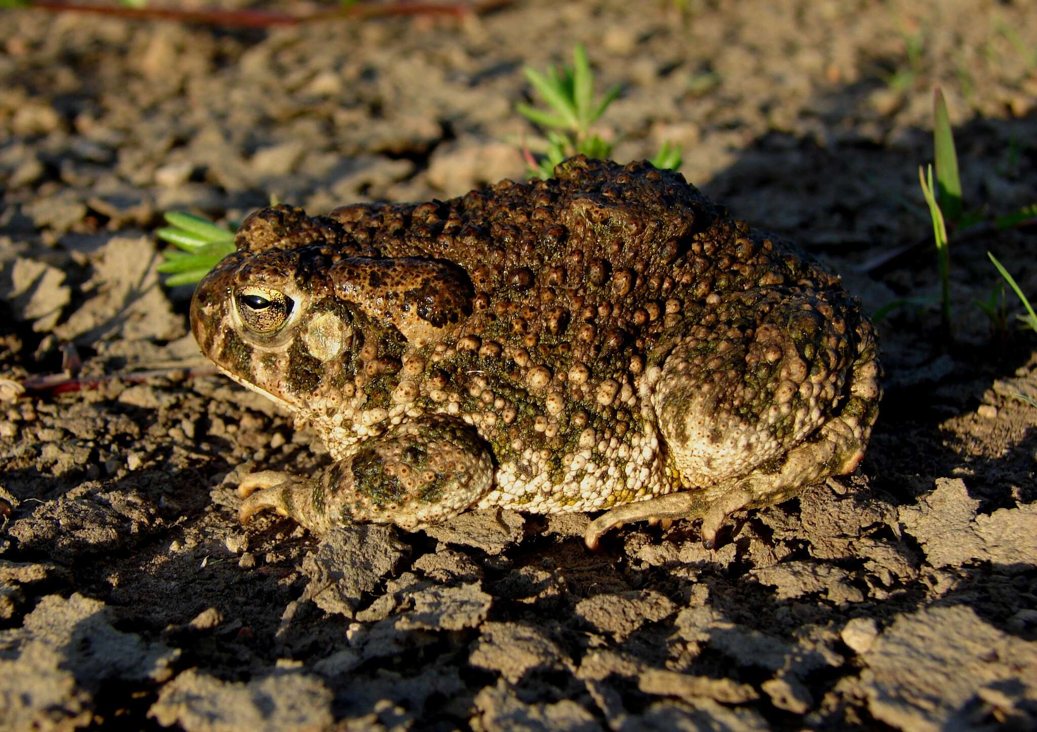 Plancia ëd Anaxyrus compactilis (Wiegmann 1833)