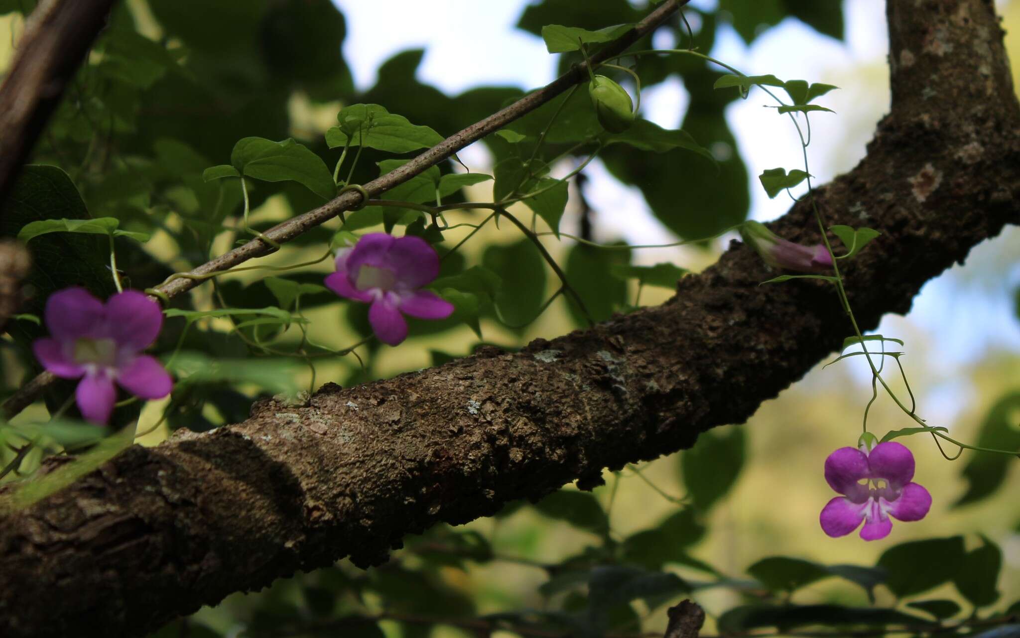 Image of Maurandya scandens (Cav.) Pers.