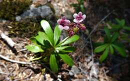 Image of pipsissewa