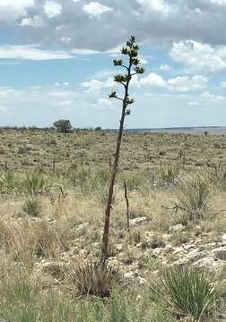 Image de Agave parryi subsp. neomexicana (Wooton & Standl.) B. Ullrich