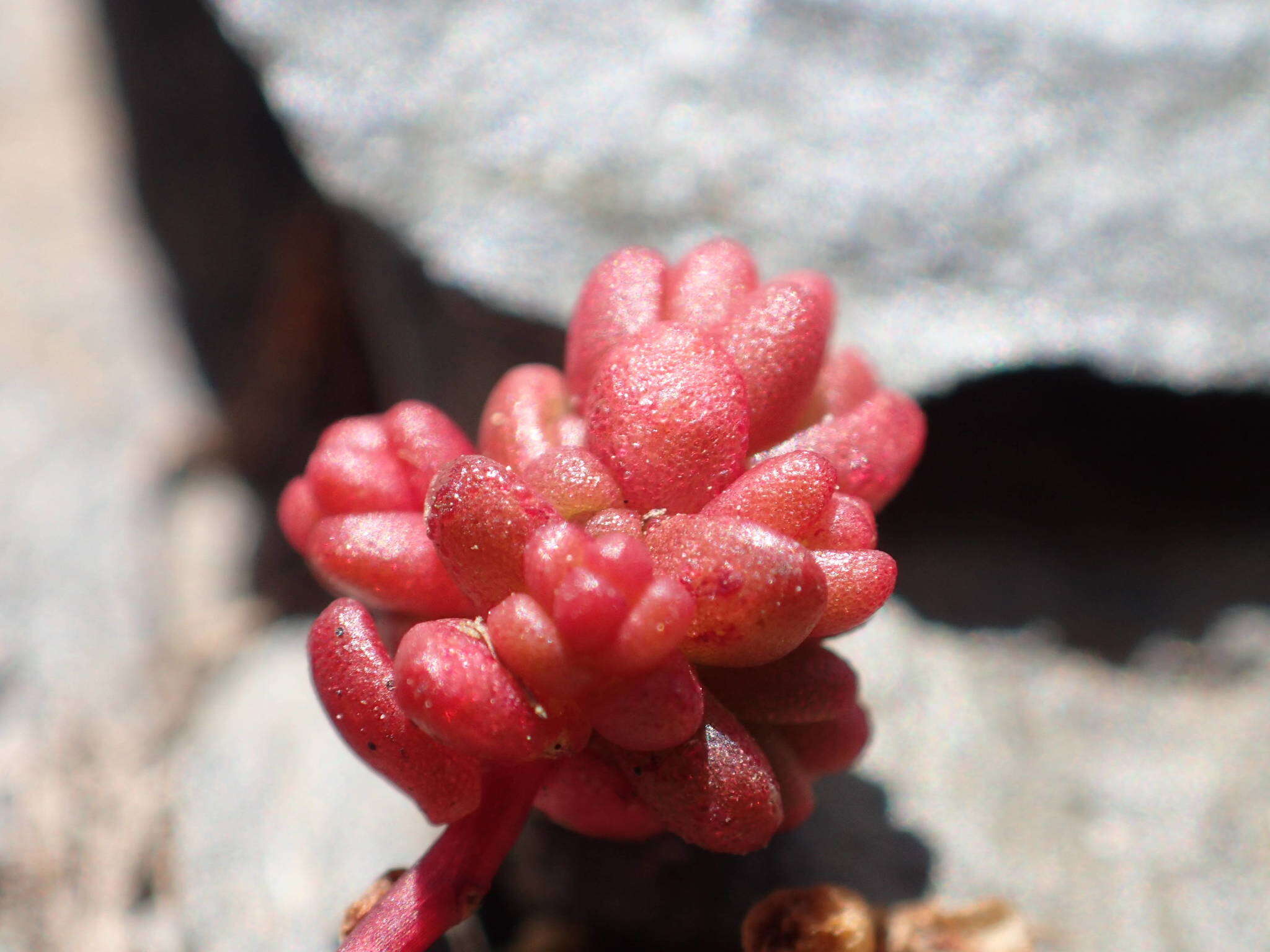 Imagem de Sedum candollei