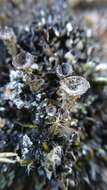 Image of Cladonia monomorpha Aptroot, Sipman & Herk