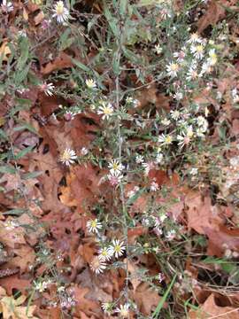 Image of hairy white oldfield aster