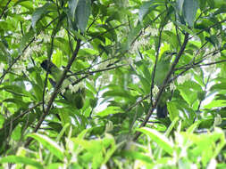 Image of Orange-bellied Leafbird