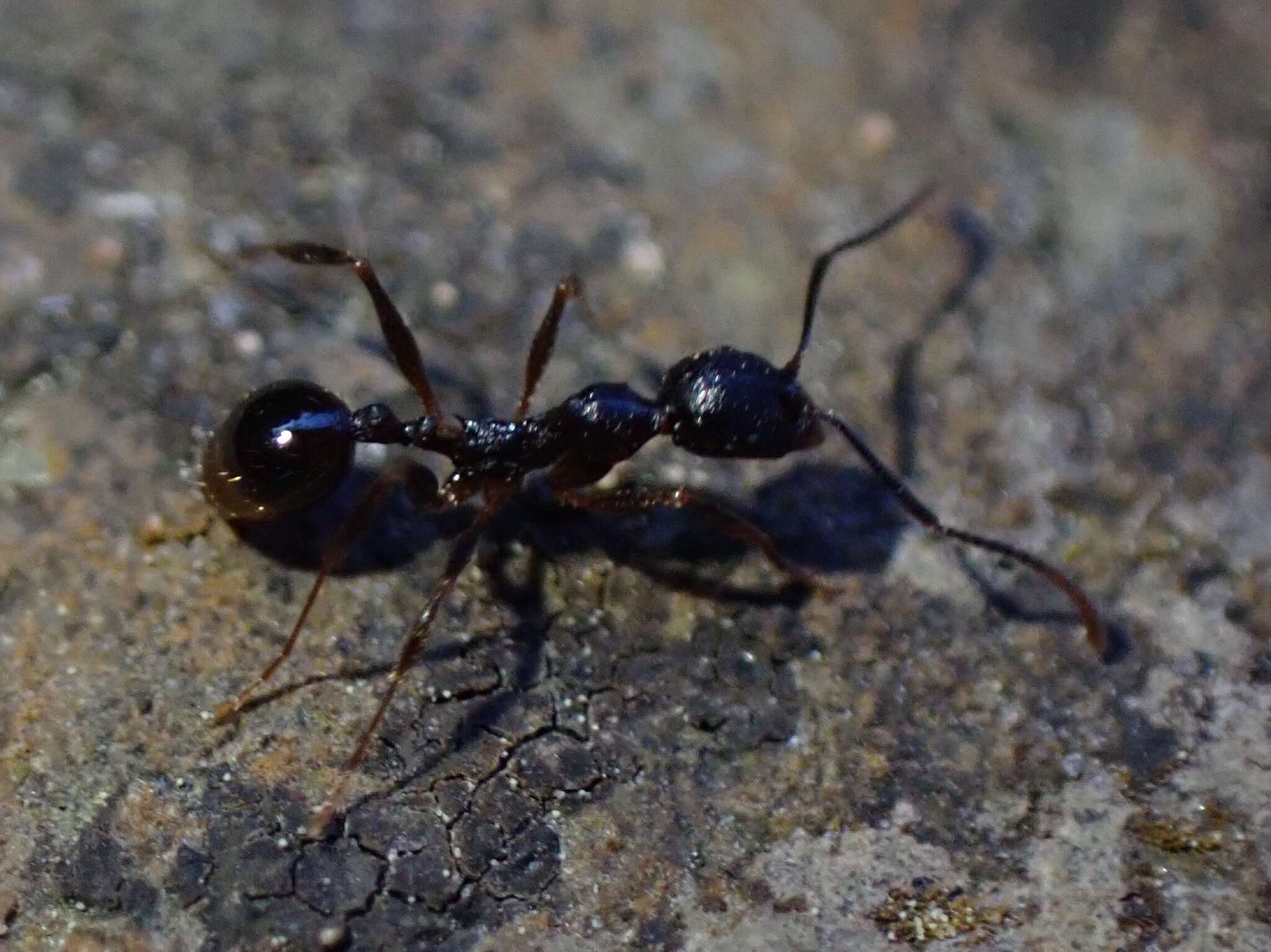 Image of Aphaenogaster picea (Wheeler 1908)