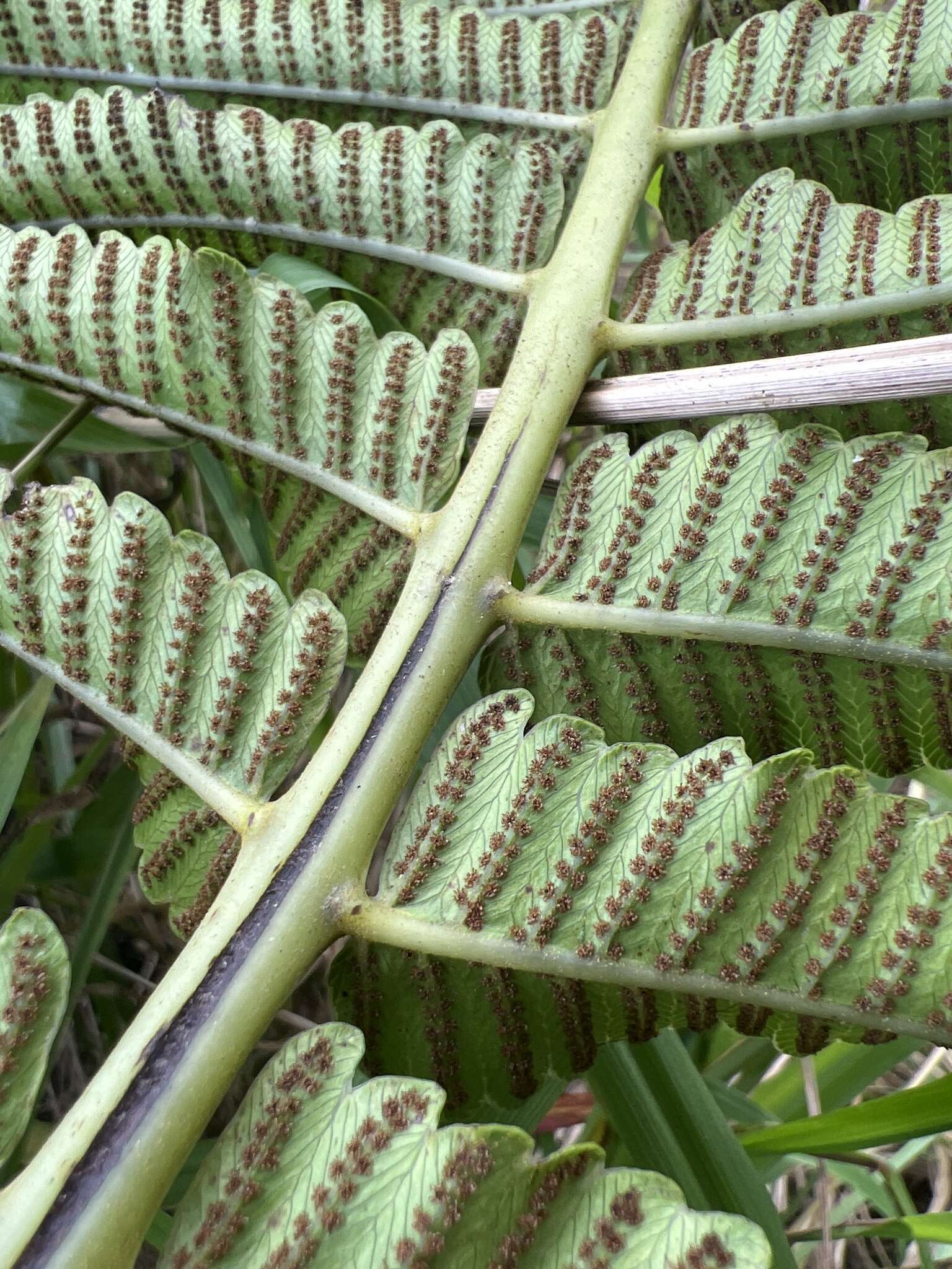 Image of Menisciopsis cyatheoides (Kaulf.) S. E. Fawc. & A. R. Sm.