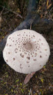 Image of Macrolepiota clelandii Grgur. 1997