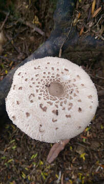 Image of Macrolepiota clelandii Grgur. 1997