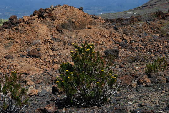 Image de Allagopappus canariensis (Willd.) Greuter