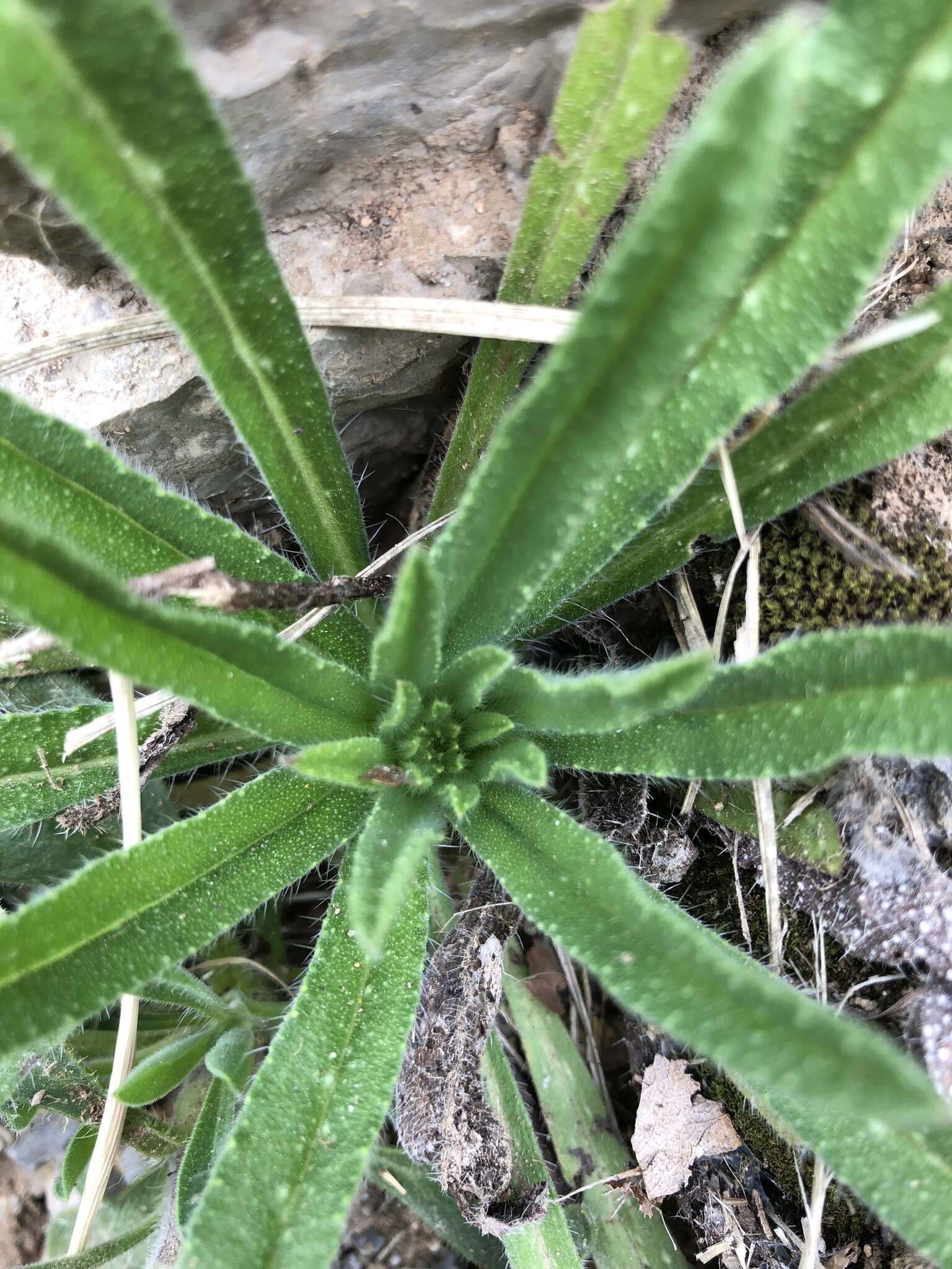 Echium vulgare subsp. pustulatum (Sm.) E. Schmid & Gams的圖片