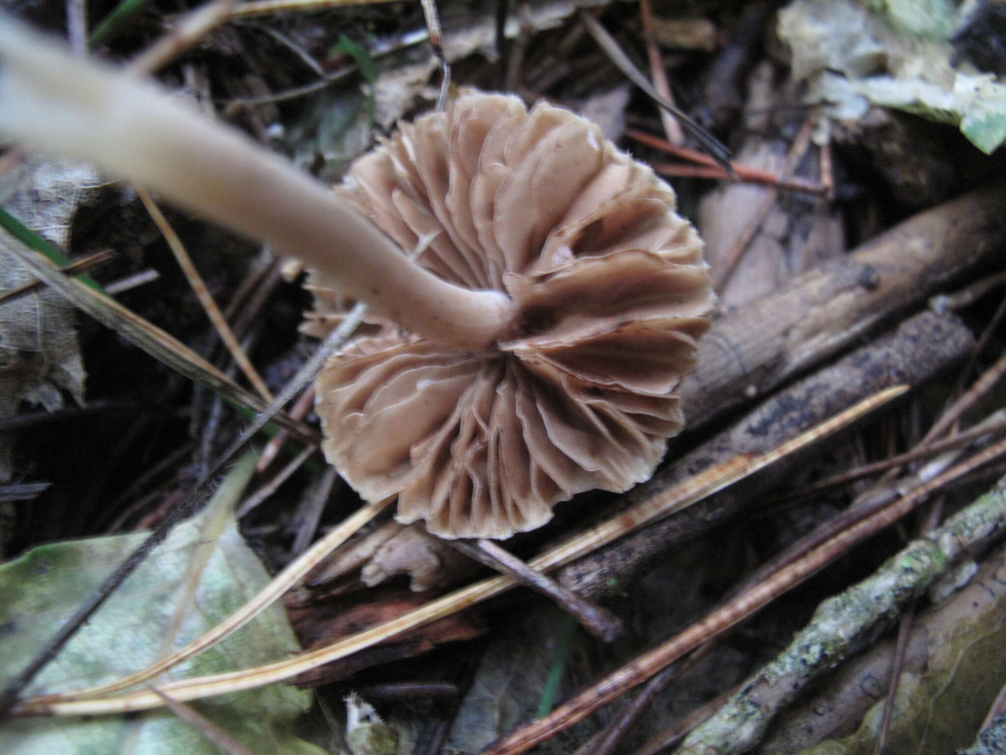 Image of Inocybe sindonia (Fr.) P. Karst. 1879