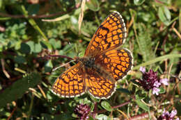 Imagem de <i>Melitaea parthenoides</i>